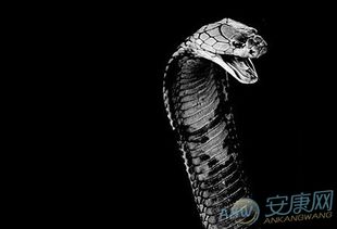 女人梦见被蛇咬出血:解密梦境,女人梦见被蛇咬出血,背后隐藏着什么?