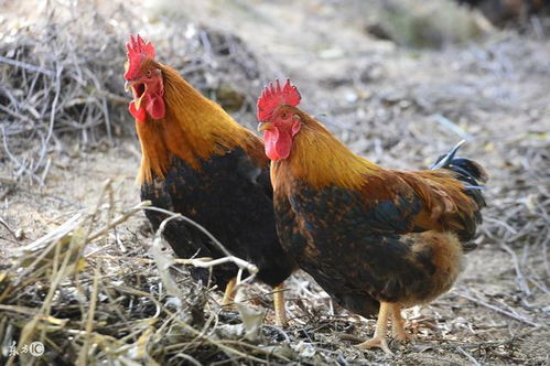 69年属鸡姻缘在哪年:1969年属鸡人姻缘分析,机遇与挑战并存