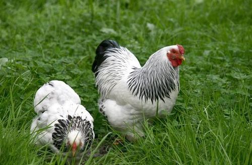 69年属鸡姻缘在哪年:1969年属鸡人姻缘分析,机遇与挑战并存 69年属鸡姻缘在哪年:1969年属鸡人姻缘分析,机遇与挑战并存