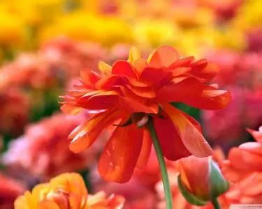 1992年4月农历姻缘:1992年4月农历姻缘,桃花初绽,良缘可期