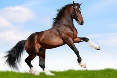 男虎和女马结婚吉日:揭秘2025年男虎女马最佳婚期,生肖配对指南助你幸福启航!