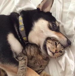 一九八二年狗的姻缘:一九八二年的狗,吉祥物还是姻缘的见证者?