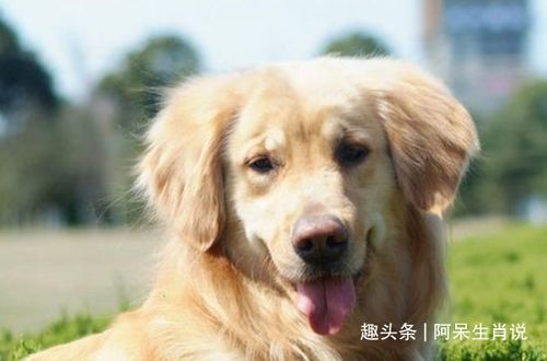 1982属狗41岁后有十年大运:1982属狗41岁后迎来十年大运,事业、家庭、健康全面解析