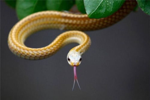 梦见蛇是仙家在暗示什么:梦境中的蛇影,仙家传递的千年密语与人生启示 梦见蛇是仙家在暗示什么:梦境中的蛇影,仙家传递的千年密语与人生启示