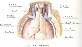 弥可保的功效与作用:弥可保,神经系统修复的守护者,你知道它的功效与作用吗? 弥可保的功效与作用:弥可保,神经系统修复的守护者,你知道它的功效与作用吗?