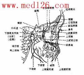 乐瑞卡吃多久能治好神经痛:乐瑞卡治疗神经痛的疗程解析,多久能有效管理? 乐瑞卡吃多久能治好神经痛:乐瑞卡治疗神经痛的疗程解析,多久能有效管理?