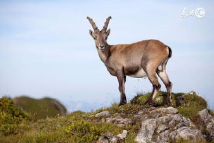 十羊九苦:十羊九苦,被误解千年的生肖寓言与生命启示 十羊九苦:十羊九苦,被误解千年的生肖寓言与生命启示