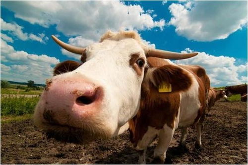 属牛几点出生大富大贵:属牛人黄金出生时辰解析,这四个时辰命带富贵,科学解读命理玄机 属牛几点出生大富大贵:属牛人黄金出生时辰解析,这四个时辰命带富贵,科学解读命理玄机