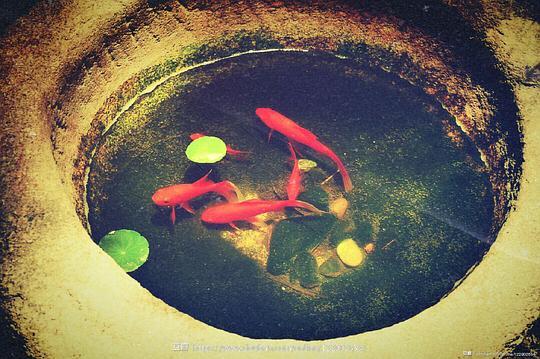 梦见自己亲手抓鱼:梦境中的鱼影,从亲手抓鱼看生命的隐喻与成长 梦见自己亲手抓鱼:梦境中的鱼影,从亲手抓鱼看生命的隐喻与成长