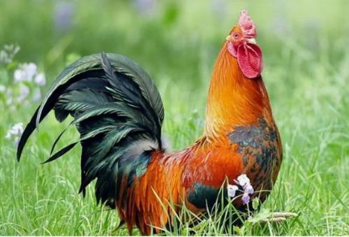 龙配鸡是特姻缘:龙配鸡,生肖中的特姻缘,你了解多少? 龙配鸡是特姻缘:龙配鸡,生肖中的特姻缘,你了解多少?