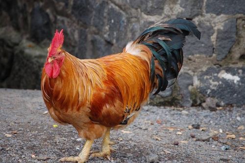 龙配鸡是特姻缘:龙配鸡,生肖中的特姻缘,你了解多少?