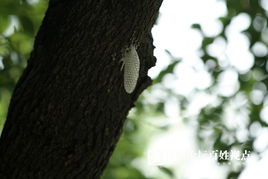 有树有鱼有姻缘:有树有鱼有姻缘