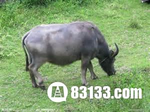 十二生肖怎么排的:十二生肖的秘密,为什么鼠年总在牛前头? 十二生肖怎么排的:十二生肖的秘密,为什么鼠年总在牛前头?