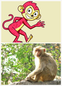 猪和猴的结婚吉日:猪猴良缘,吉日可期—解析猪与猴的生肖婚配与最佳结婚日期 猪和猴的结婚吉日:猪猴良缘,吉日可期—解析猪与猴的生肖婚配与最佳结婚日期