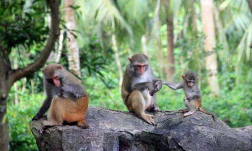 属猴的今年多大了:属猴的今年多大了?2023年属猴人群年龄全解析