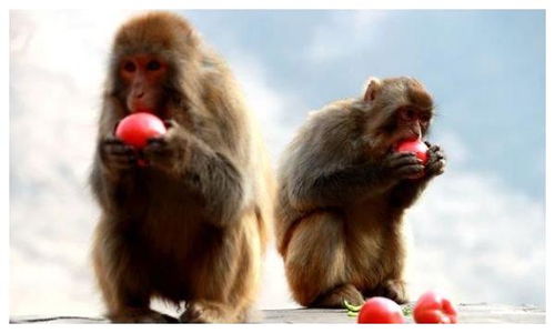 属猴的今年多大了:属猴的今年多大了?2023年属猴人群年龄全解析 属猴的今年多大了:属猴的今年多大了?2023年属猴人群年龄全解析