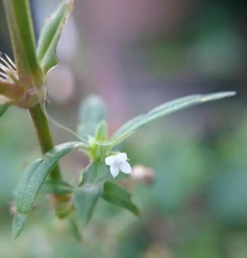 白花蛇舌草抗癌是骗局：白花蛇舌草抗癌是骗局？真相揭秘！