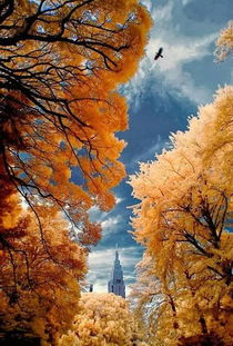 苦楝树图片：苦楝树图片，自然之美与文化之韵的完美融合