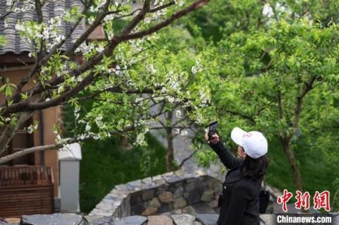 苦楝树图片:苦楝树图片,自然之美与文化之韵的完美融合 苦楝树图片:苦楝树图片,自然之美与文化之韵的完美融合