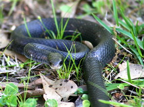 中年女人梦见蛇咬自己是什么预兆:梦里被蛇咬,中年女性的隐秘警示,解析梦境背后的深层含义 中年女人梦见蛇咬自己是什么预兆:梦里被蛇咬,中年女性的隐秘警示,解析梦境背后的深层含义