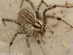 梦见蜘蛛网周公解梦原版:周公解梦原版,梦见蜘蛛网的深层解析与传统文化解读 梦见蜘蛛网周公解梦原版:周公解梦原版,梦见蜘蛛网的深层解析与传统文化解读