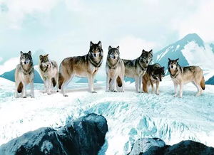 梦见打狼群是什么预兆:梦里打狼群,解密潜意识的警示信号 梦见打狼群是什么预兆:梦里打狼群,解密潜意识的警示信号