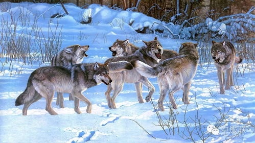 梦见打狼群是什么预兆:梦里打狼群,解密潜意识的警示信号