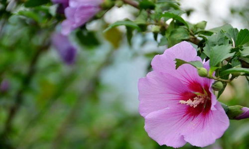 桃花运势:2024桃花运势全解析,爱情、事业、财运如何?你的正桃花藏在哪个方位? 桃花运势:2024桃花运势全解析,爱情、事业、财运如何?你的正桃花藏在哪个方位?