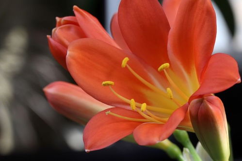 桃花运势:2024桃花运势全解析,爱情、事业、财运如何?你的正桃花藏在哪个方位? 桃花运势:2024桃花运势全解析,爱情、事业、财运如何?你的正桃花藏在哪个方位?