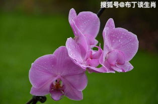 桃花运势:2024桃花运势全解析,爱情、事业、财运如何?你的正桃花藏在哪个方位? 桃花运势:2024桃花运势全解析,爱情、事业、财运如何?你的正桃花藏在哪个方位?