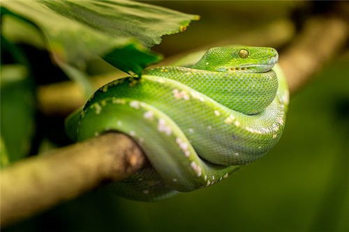 梦里看到蛇预示着什么:梦里见到蛇是吉兆还是凶兆?传统文化与现代心理学的双重解读 梦里看到蛇预示着什么:梦里见到蛇是吉兆还是凶兆?传统文化与现代心理学的双重解读