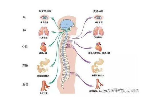 植物神经紊乱怎样才能调整过来:植物神经紊乱怎样才能调整过来?科学应对与自我调适指南 植物神经紊乱怎样才能调整过来:植物神经紊乱怎样才能调整过来?科学应对与自我调适指南