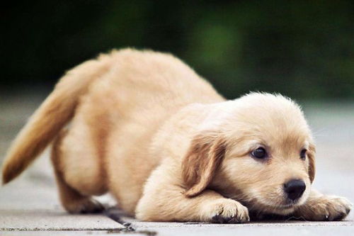 94年狗明年结婚吉日:1994属狗人必看,2025年最佳结婚吉日全解析