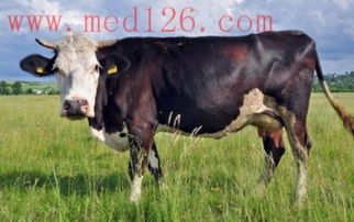 1973年属什么:1973年属牛人全解析,从干支纪年法到性格运势的传统文化解读 1973年属什么:1973年属牛人全解析,从干支纪年法到性格运势的传统文化解读