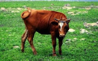 1973年属什么:1973年属牛人全解析,从干支纪年法到性格运势的传统文化解读 1973年属什么:1973年属牛人全解析,从干支纪年法到性格运势的传统文化解读