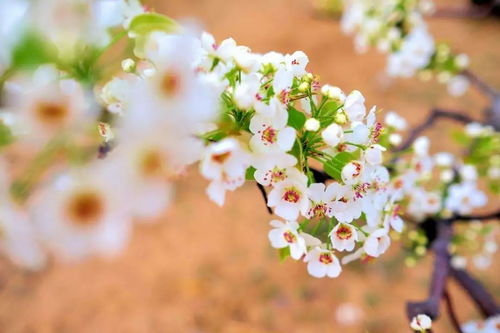 3月份节日：三月春意浓，全球重要节日与传统文化盘点（3月1日-31日）