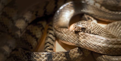 已婚女人梦见遍地是蛇:已婚女人梦见遍地是蛇,解密梦境背后的隐喻与心理暗示 已婚女人梦见遍地是蛇:已婚女人梦见遍地是蛇,解密梦境背后的隐喻与心理暗示