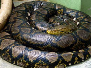 已婚女人梦见遍地是蛇:已婚女人梦见遍地是蛇,解密梦境背后的隐喻与心理暗示