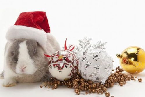 1963年属兔的是什么命:1963年属兔人的命运解析,性格特质与人生机遇全揭秘 1963年属兔的是什么命:1963年属兔人的命运解析,性格特质与人生机遇全揭秘