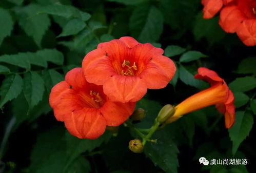 摆放什么花旺姻缘最好：摆放什么花旺姻缘最好？科学依据与甜蜜寓意解析