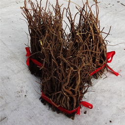 柴胡的功效与主治：柴胡，中医宝库中的调和圣药