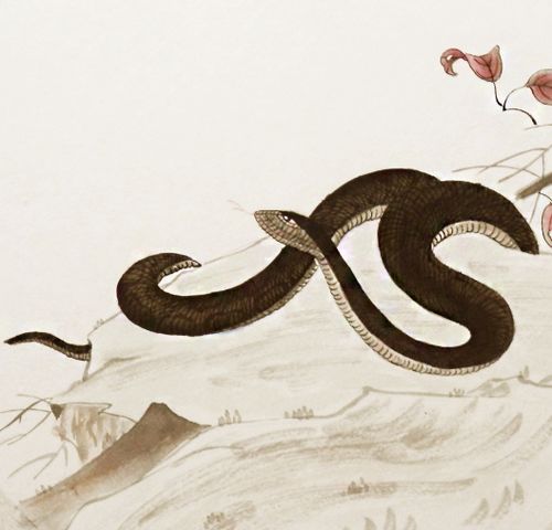 2022年属蛇人的全年运势:2022年属蛇人运势全解析,稳中求进,破局开运指南