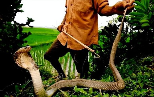 女人梦见一条蛇追着跑:梦里被蛇追赶,解密女性潜意识的警示信号