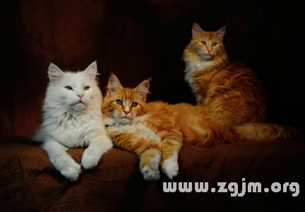 梦见被猫抓出血:梦见被猫抓出血,解析梦境中的恐惧与隐喻