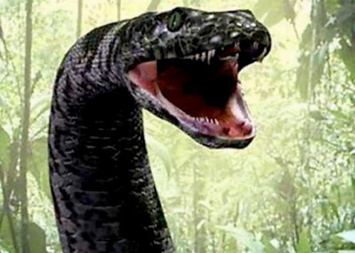 梦见巨大的蟒蛇:梦里巨蟒缠身,解密潜意识的惊天预警