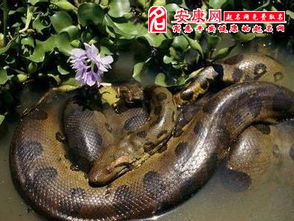 梦见巨大的蟒蛇:梦里巨蟒缠身,解密潜意识的惊天预警 梦见巨大的蟒蛇:梦里巨蟒缠身,解密潜意识的惊天预警