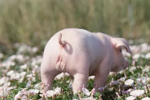 1983年出生的猪是什么命:1983年出生的猪人命运解析,性格、运势与人生机遇全揭秘